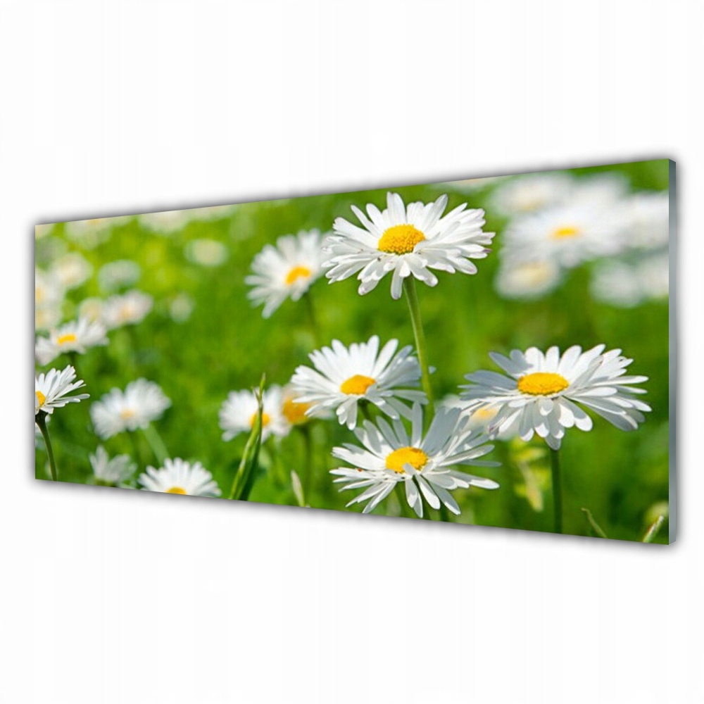 

Fotoobraz na ścianę 125x50 Stokrotka Kwiat Roślina