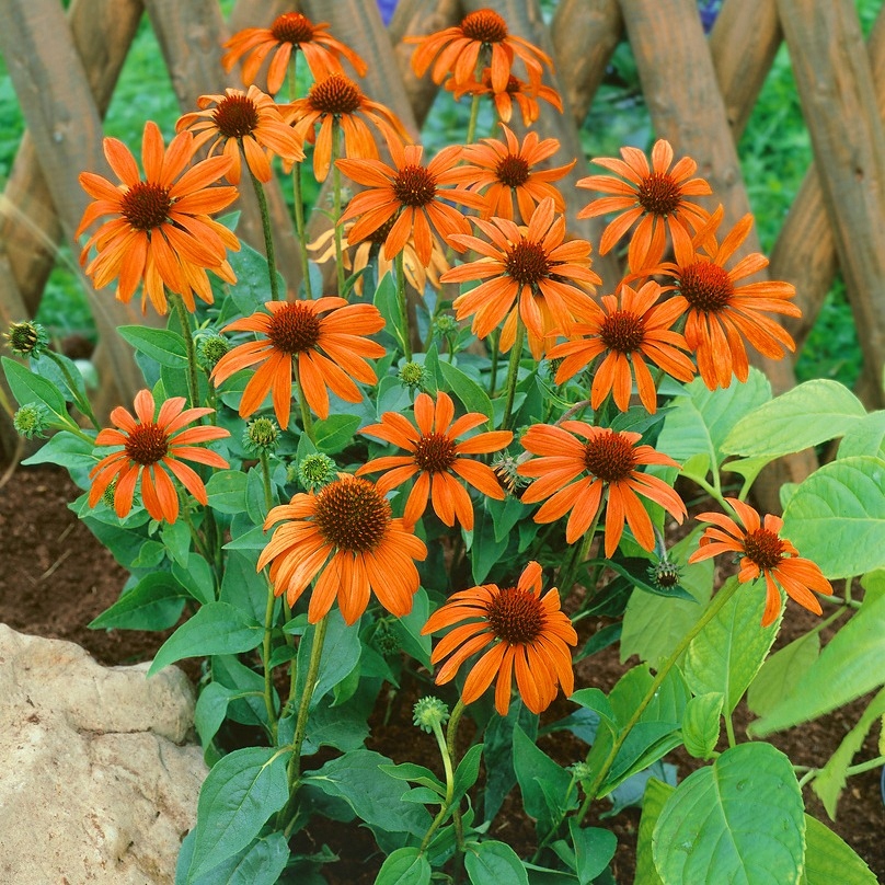 Echinacea Oranžová Vytrvalá Mrazuvzdorná Pekné Sadenice V Kvetináčoch