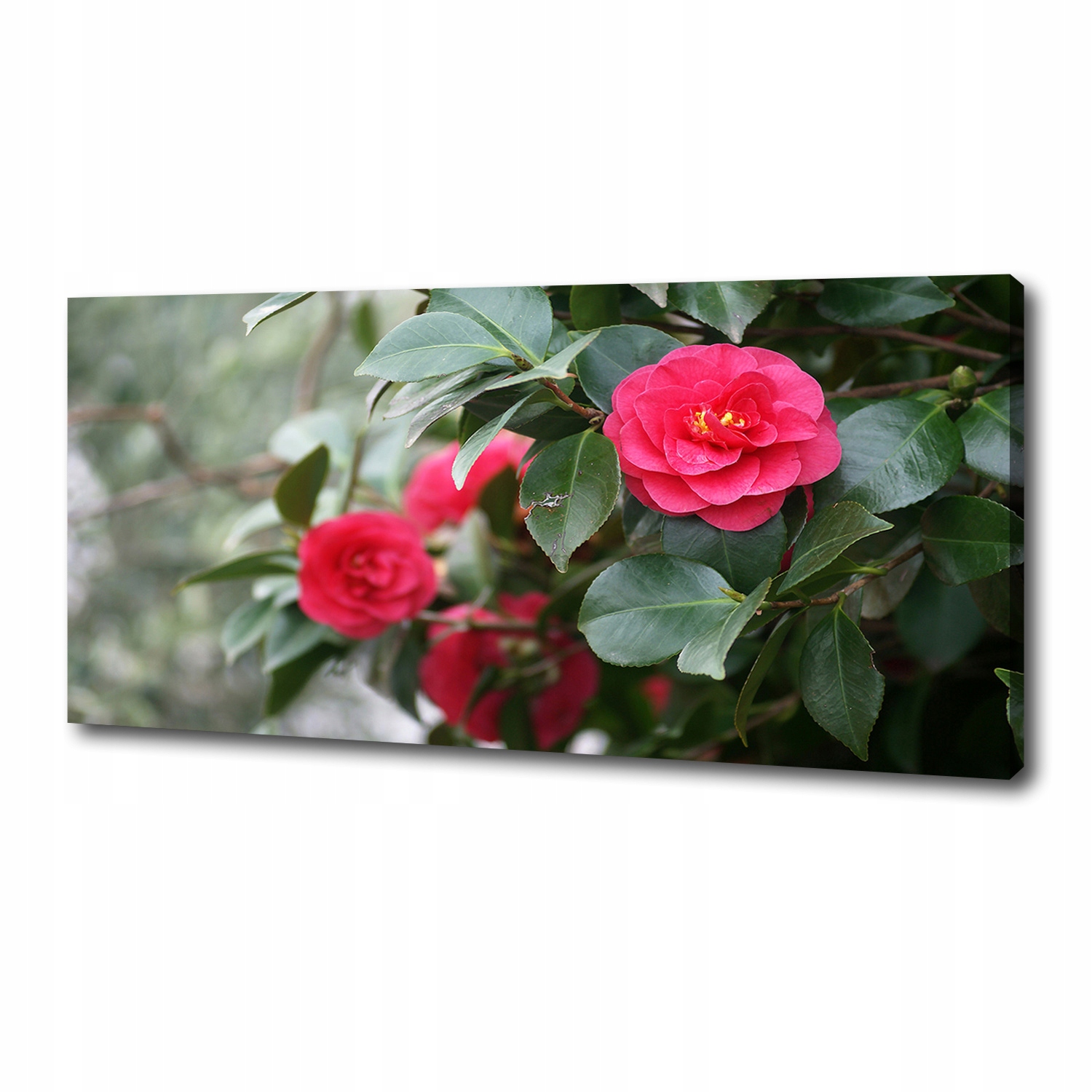 

Foto obraz canvas na ścianę Kamelia 125x50 cm
