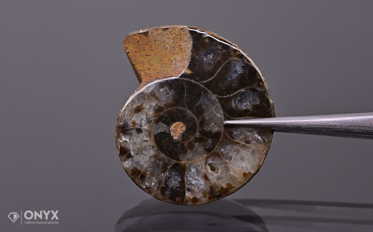 Amonit z Madagaskaru nepravidelný 31x26 mm