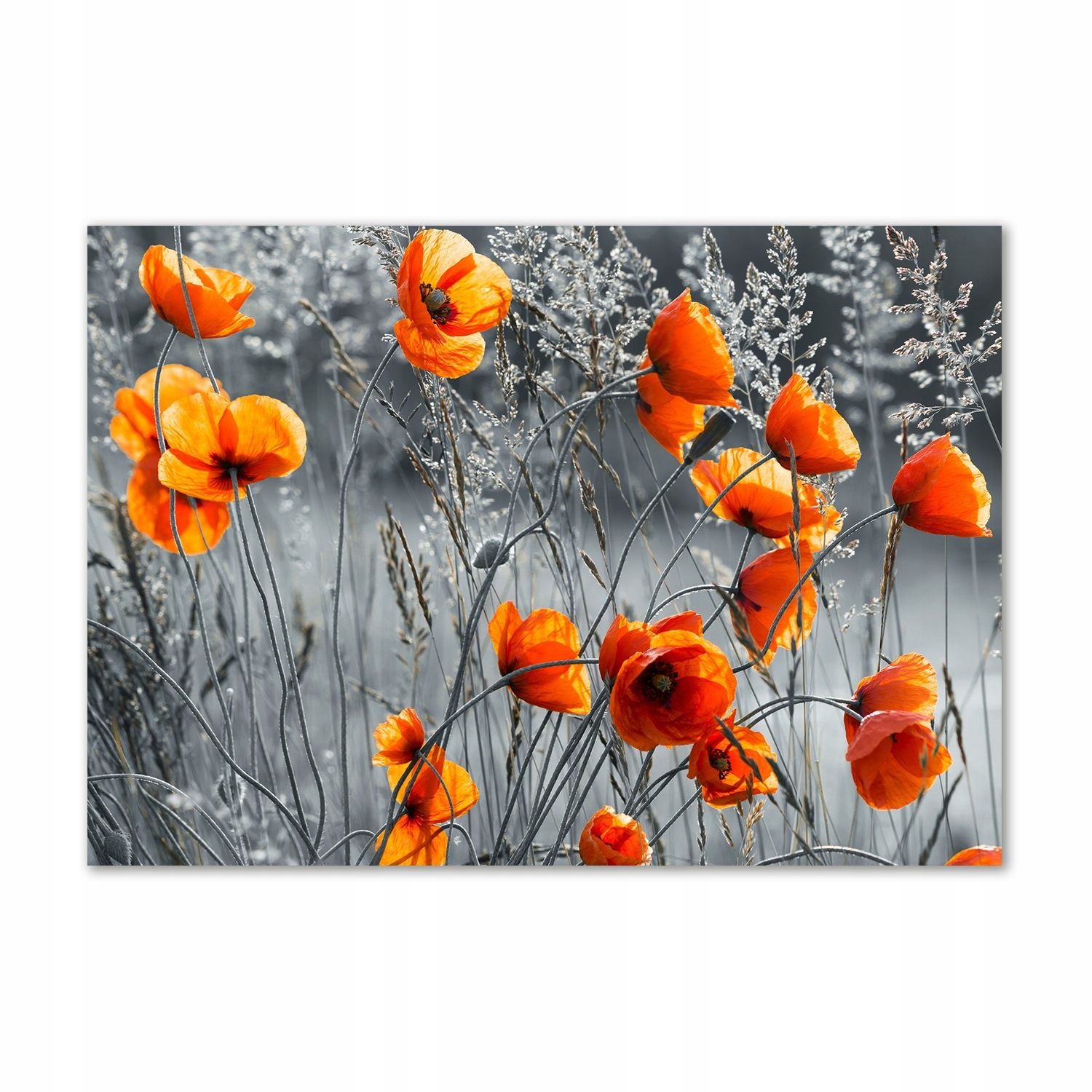 

Foto obraz szkło hartowane Polne maki 100x70