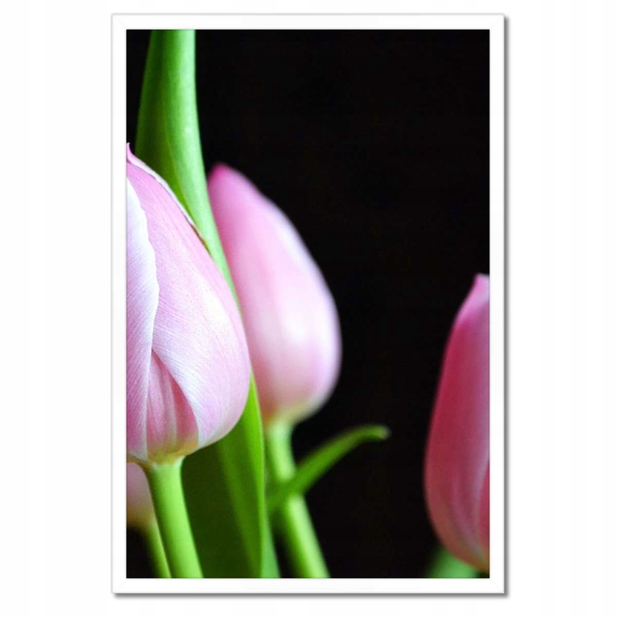 Plakáty v rámu 40x60 Fialové tulipány