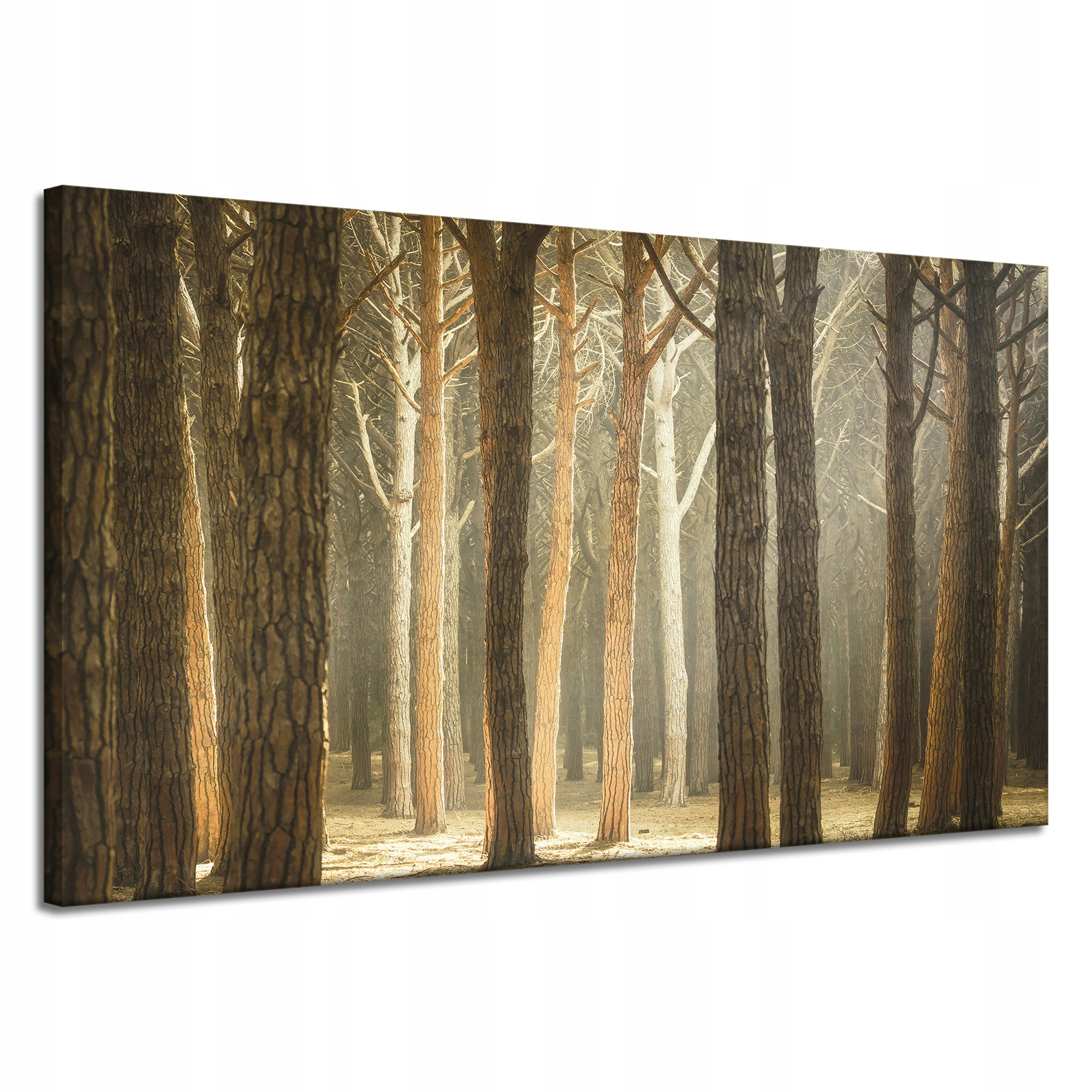 Obraz na plátně Stromy Světlo Příroda Les 120x70 cm Ideální jako dárek