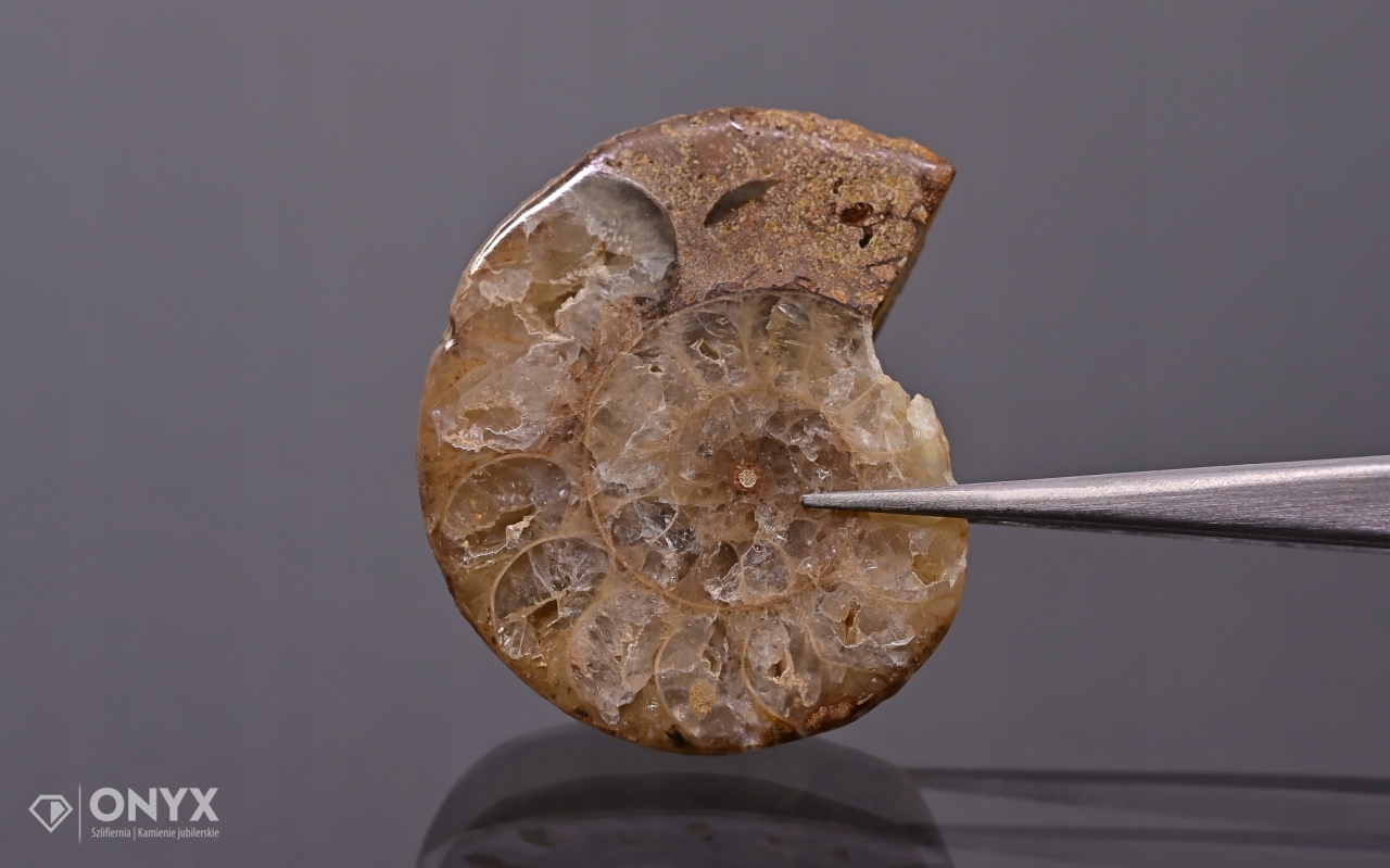 Amonit z Madagaskaru nepravidelný 32x27 mm