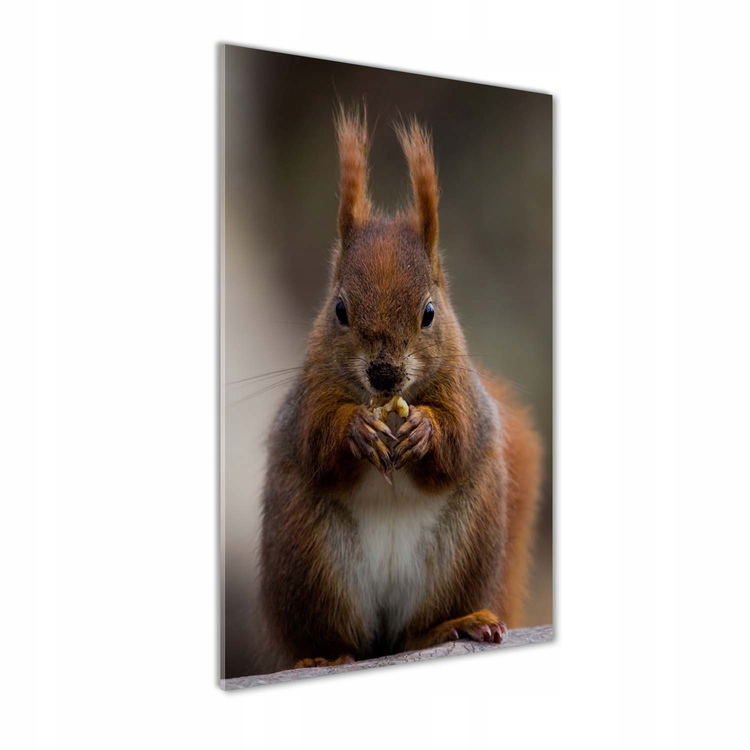

Foto obraz akrylowy na ścianę Wiewiórka 70x140cm