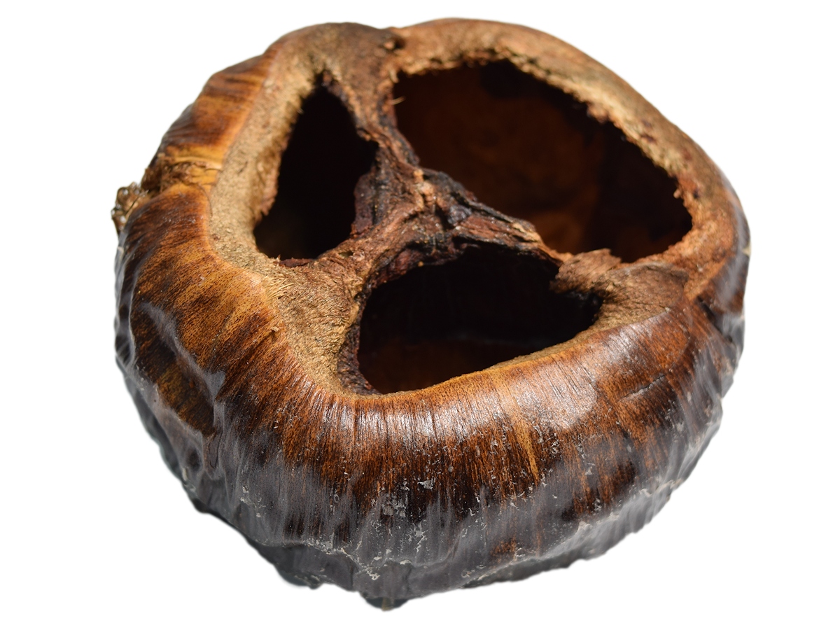 

Talami naturalne eko susz egzotyczny do terrarium