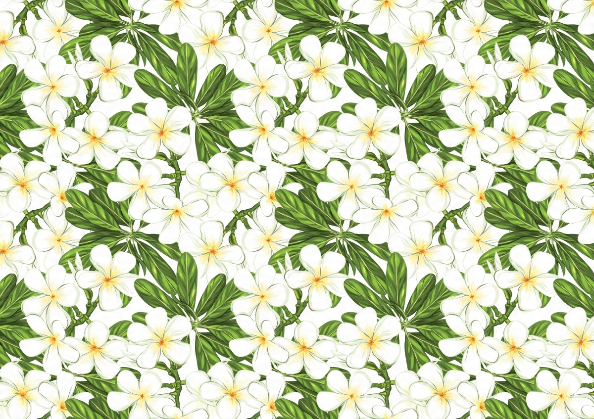 

Fototapeta Flizelinowa Plumeria Kwiaty 208x146