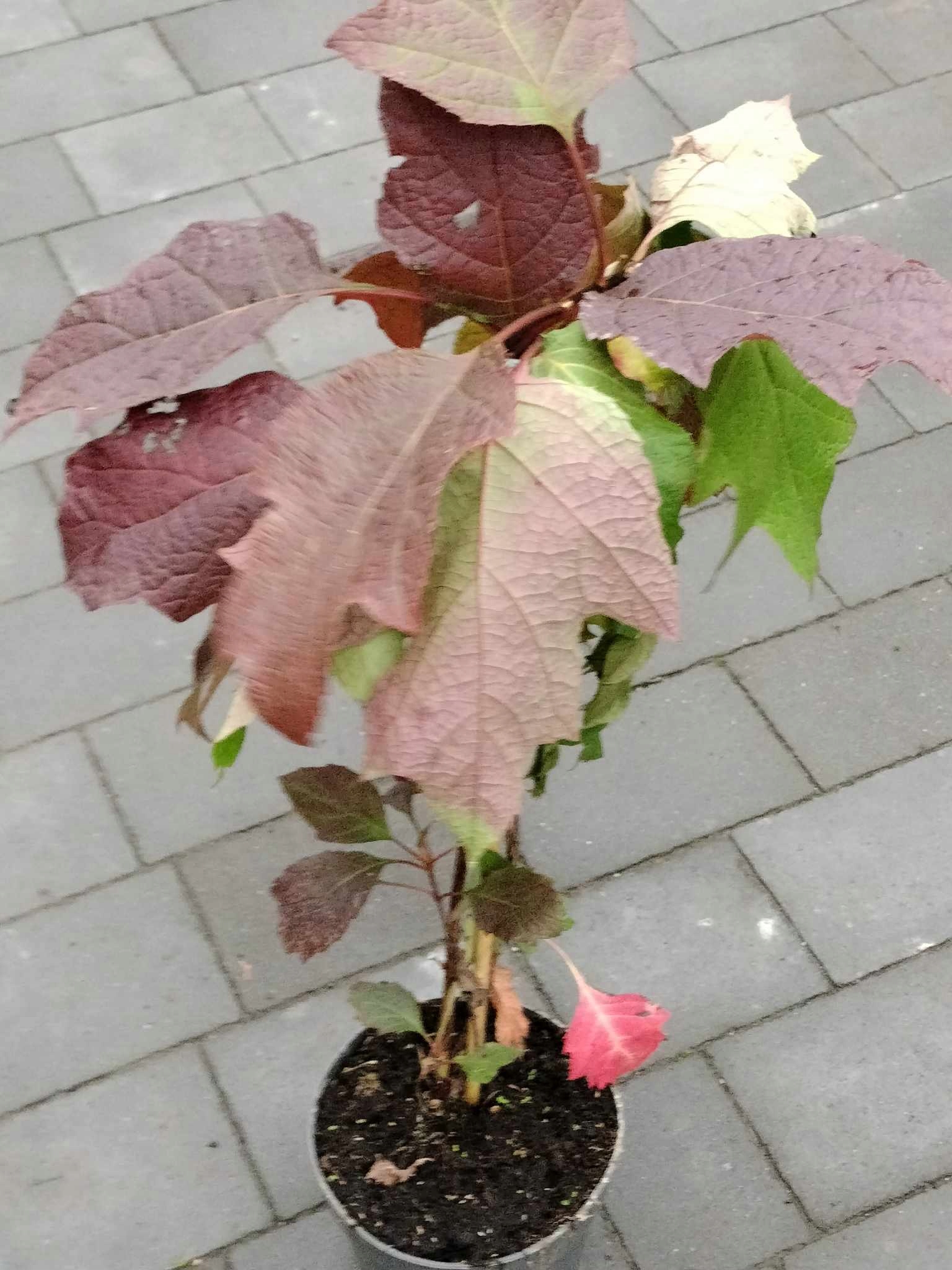 HORTENSJA DĘBOLISTNA BURGUNDY Hydrangea 2L Wysokość sadzonki 50-60 cm