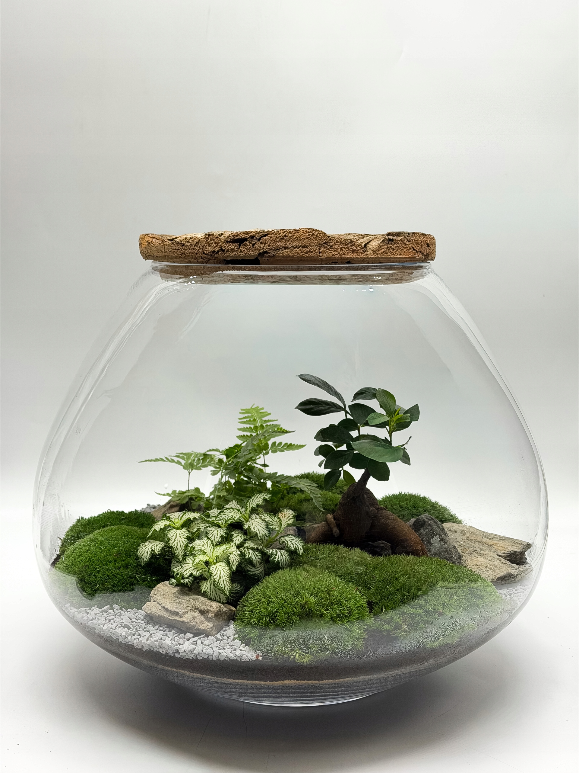 Les ve skle XXL – bonsai – Hotová kompozice Průměr: 38 cm Výška: 30 cm