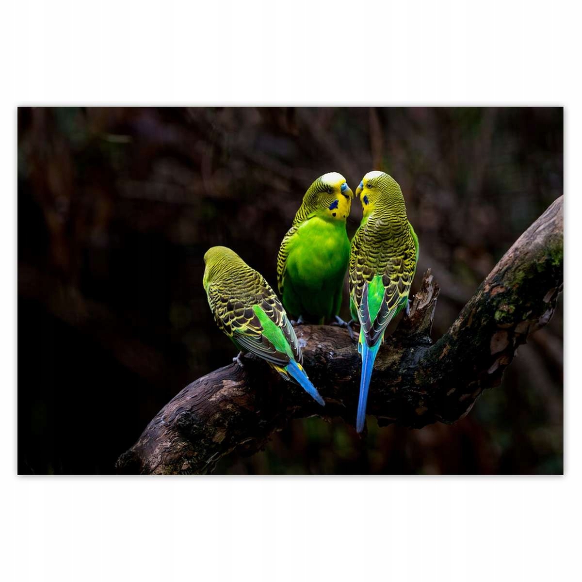 Plakáty 185x125 Papoušci Ptáčci