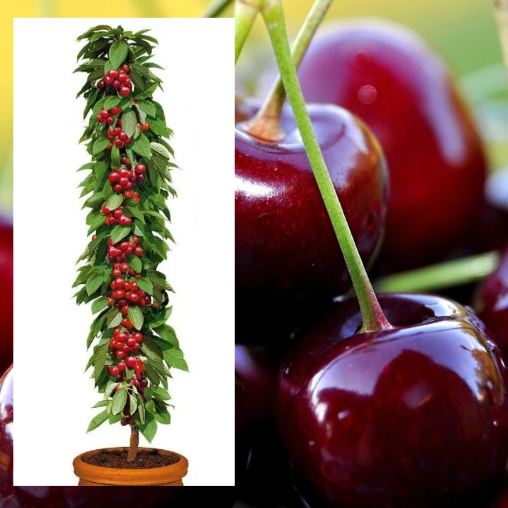 Czereśnia kolumnowa Victoria -