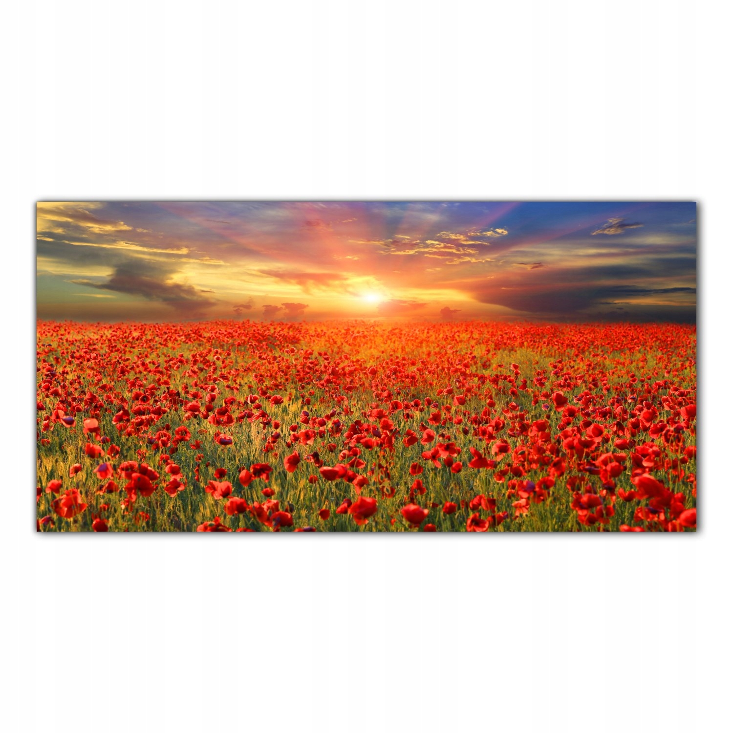 

Obraz na szkle Foto Pole Maki Zachód Słońca 140x70