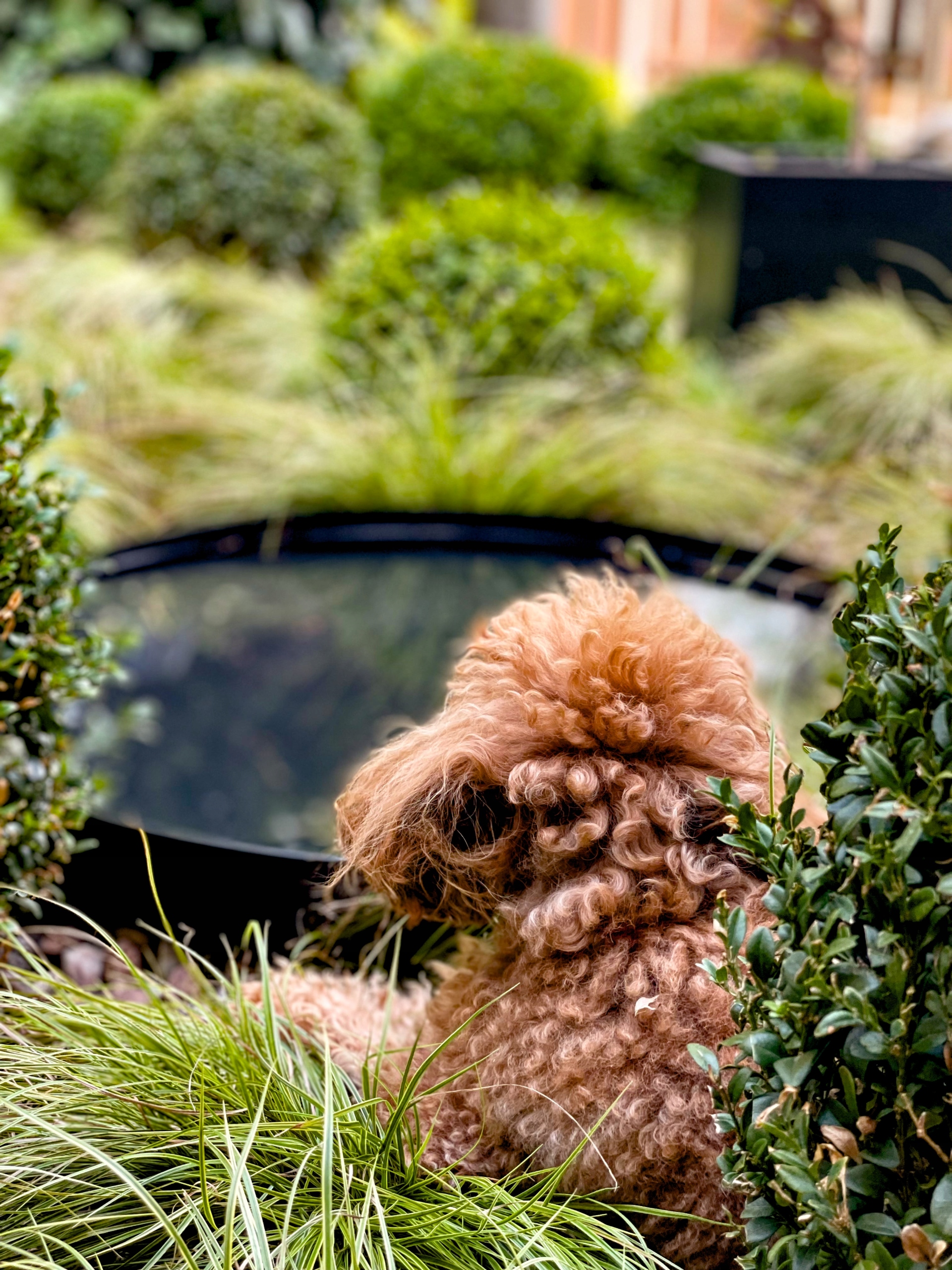 Oczko Wodne / Lustro Wodne Okrągłe 80 EAN (GTIN) 5900605185308