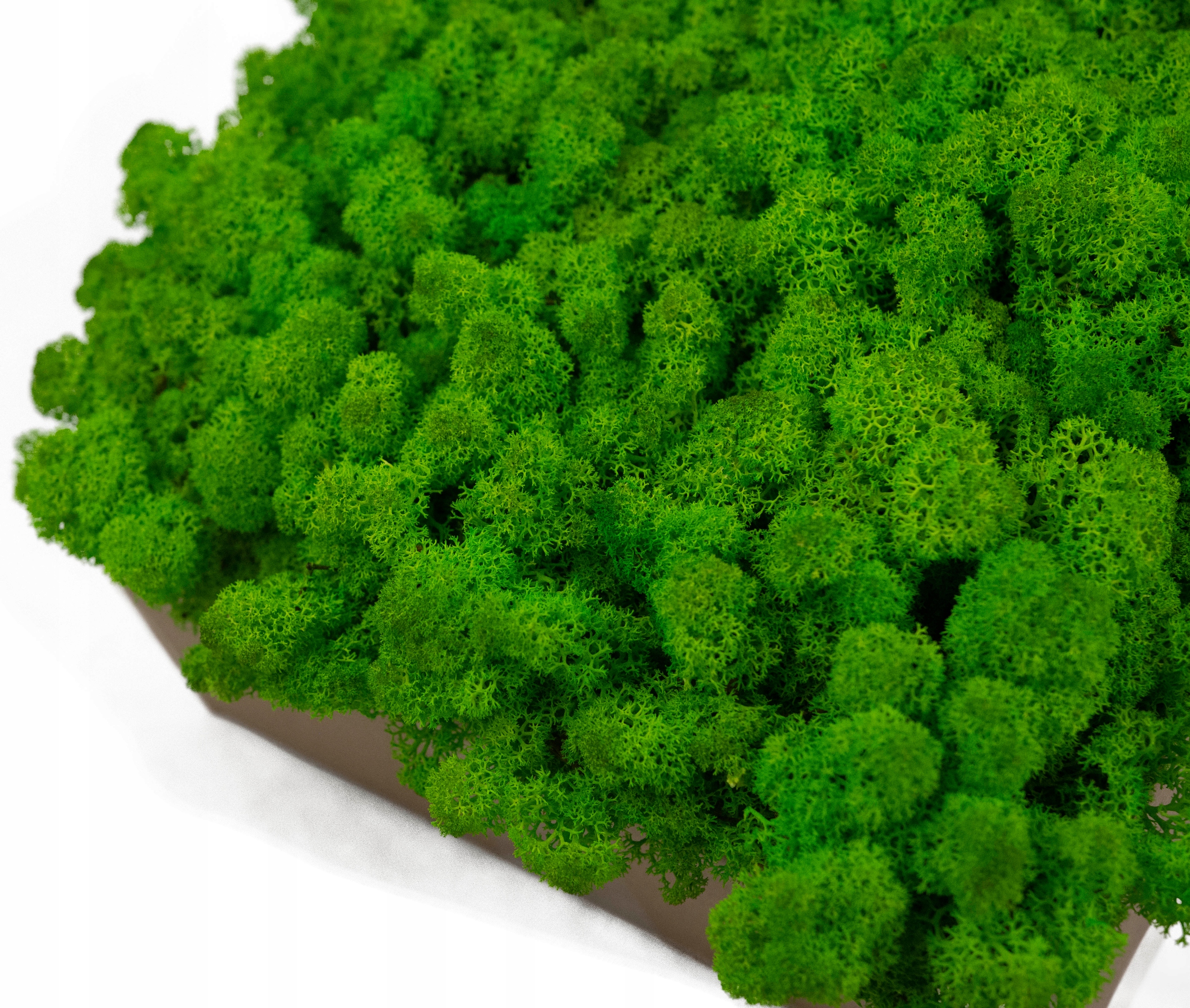 Mech Chrobotek ZIELONY Reniferowy Szerokość produktu 25 cm