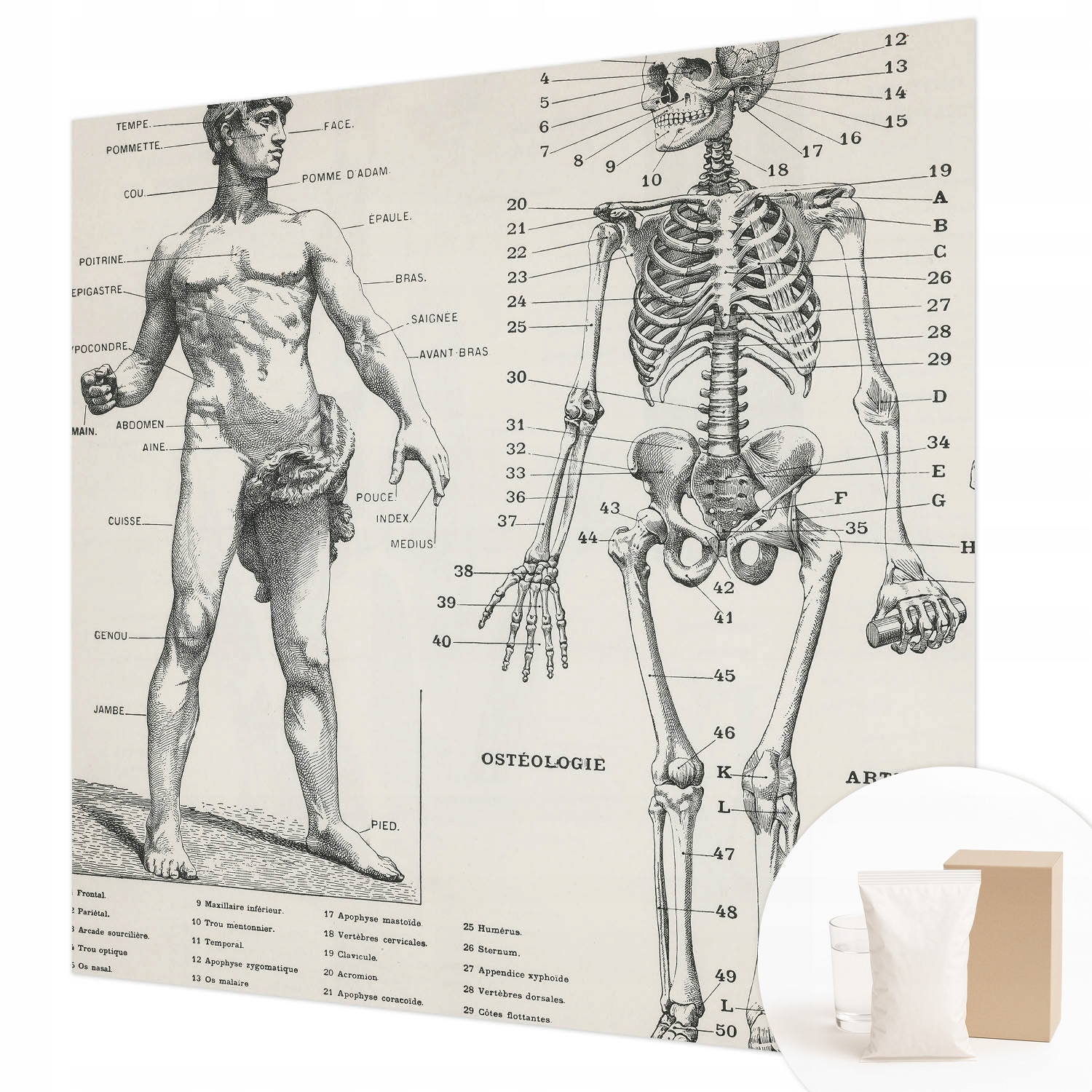 Univerzální flizelinová fototapeta lepidlo Klasická anatomie 250 x 250 cm