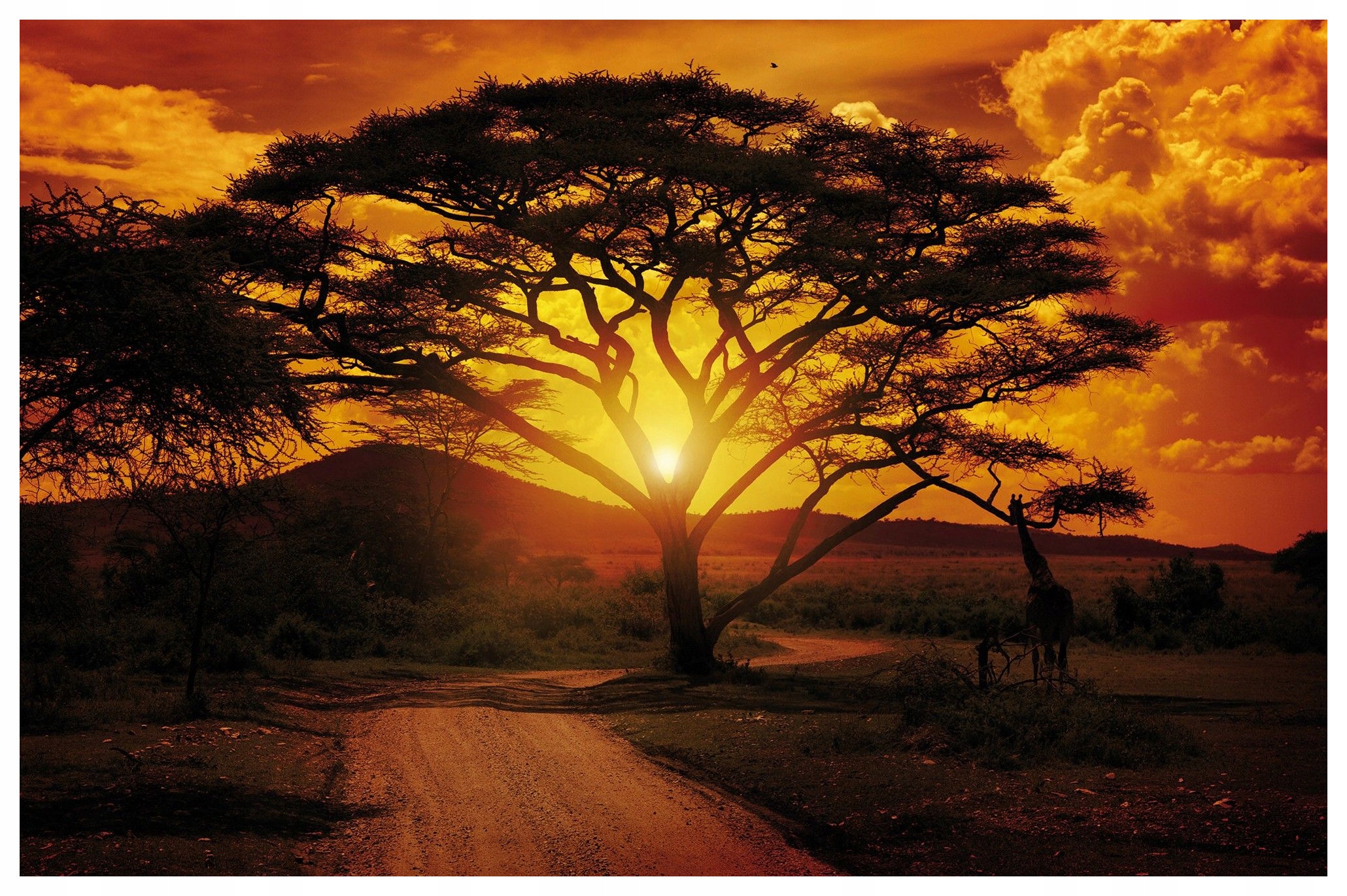 Fototapeta Západ slunce Žirafa v africké savaně vinyl 254x184 lepidlo