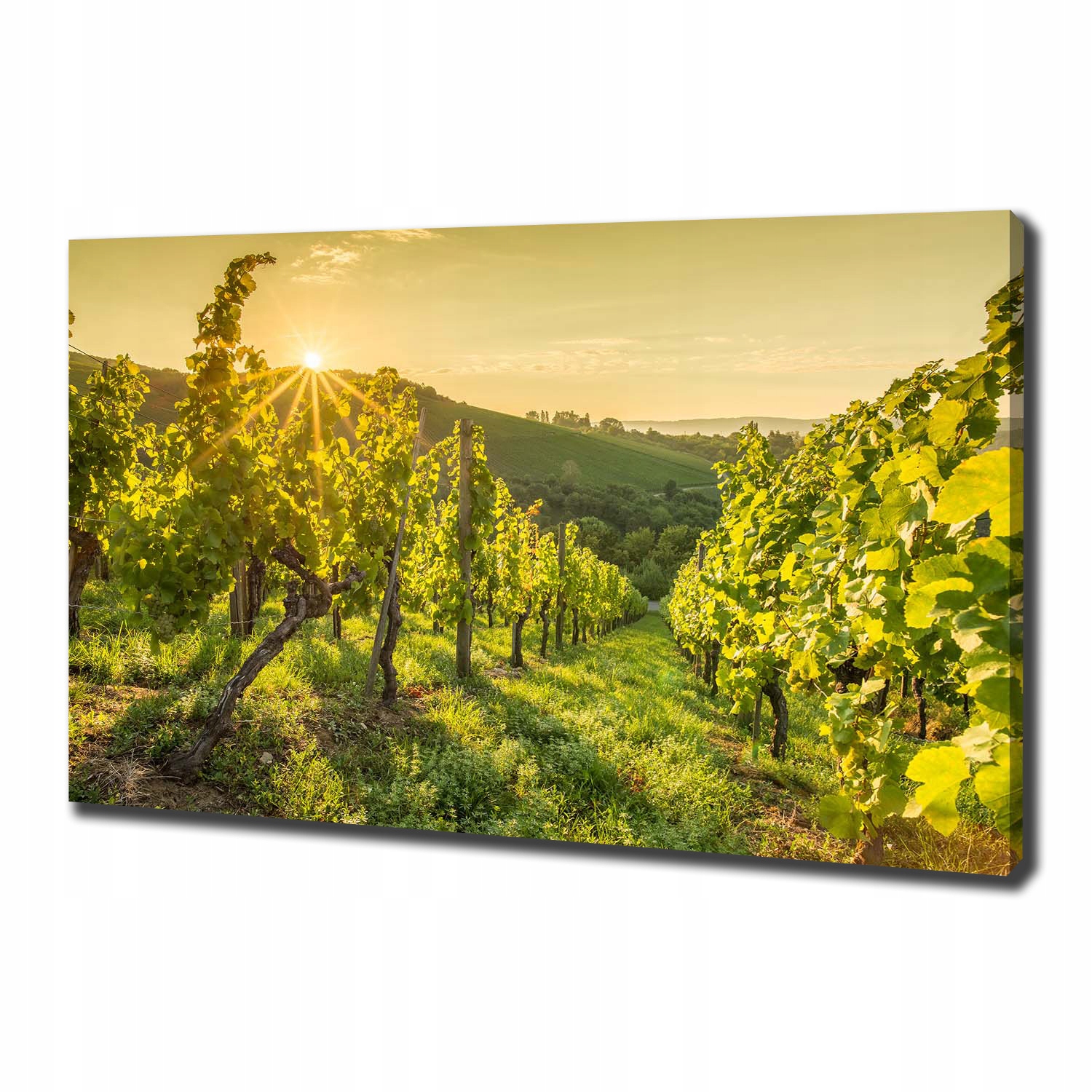 

Foto obraz canvas na ścianę Winnica 100x70 cm