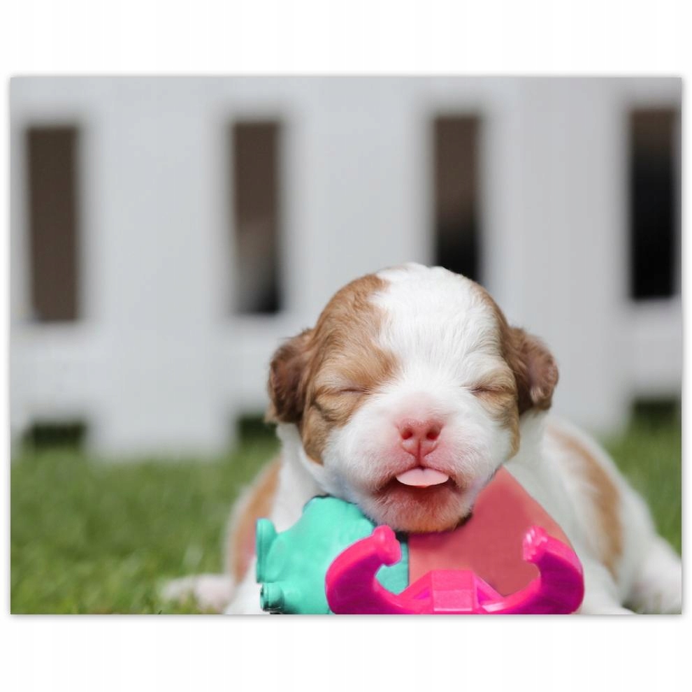 

Plakat 50x40 Chihuahua