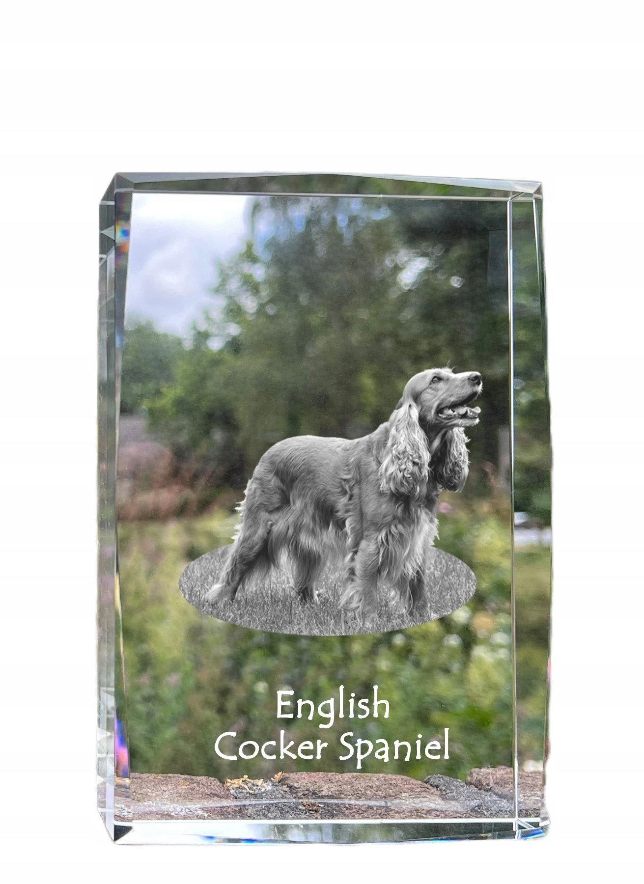 Cocker spaniel angielski kryształ ze zdjęciem psa, zdjęcie w szkle, nowoc