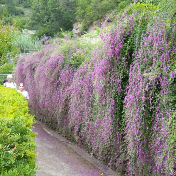 Раритет! ФОНТАН ИЗ ЦВЕТОВ-НЕОБЫЧНЫЙ ЛЕСПЕДЕЗ