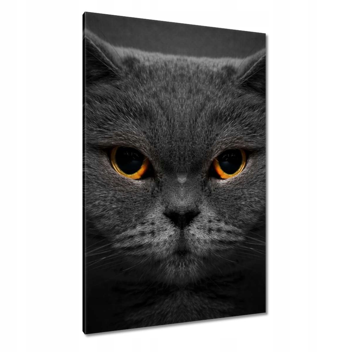 Obrazy 80x120 Vznešená kočka