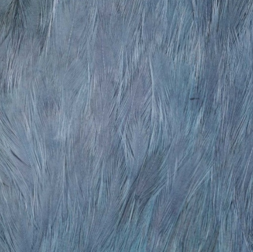 FFGene India Hen Capes Blue