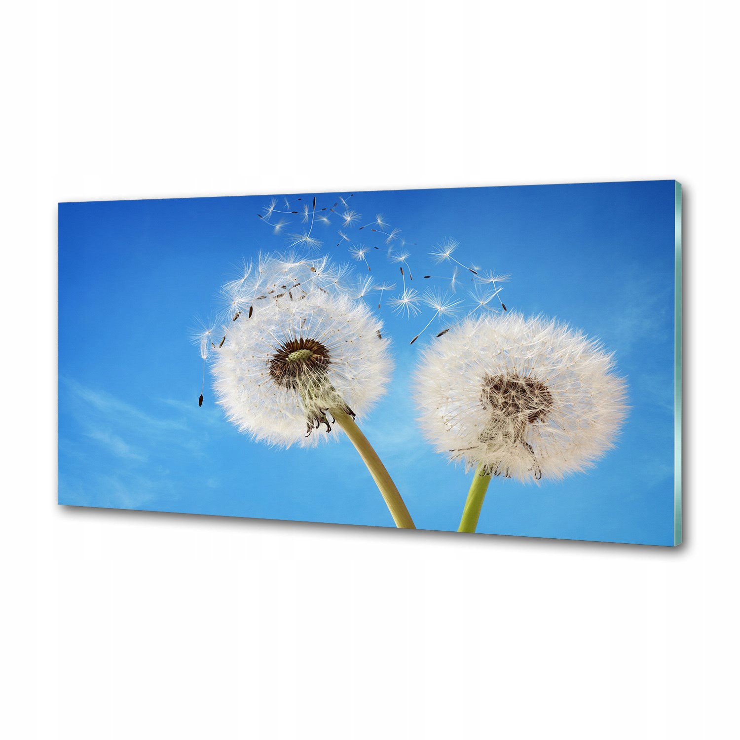Panel medzi nábytkom v kuchyni Púpava 120x60 Lepidlo