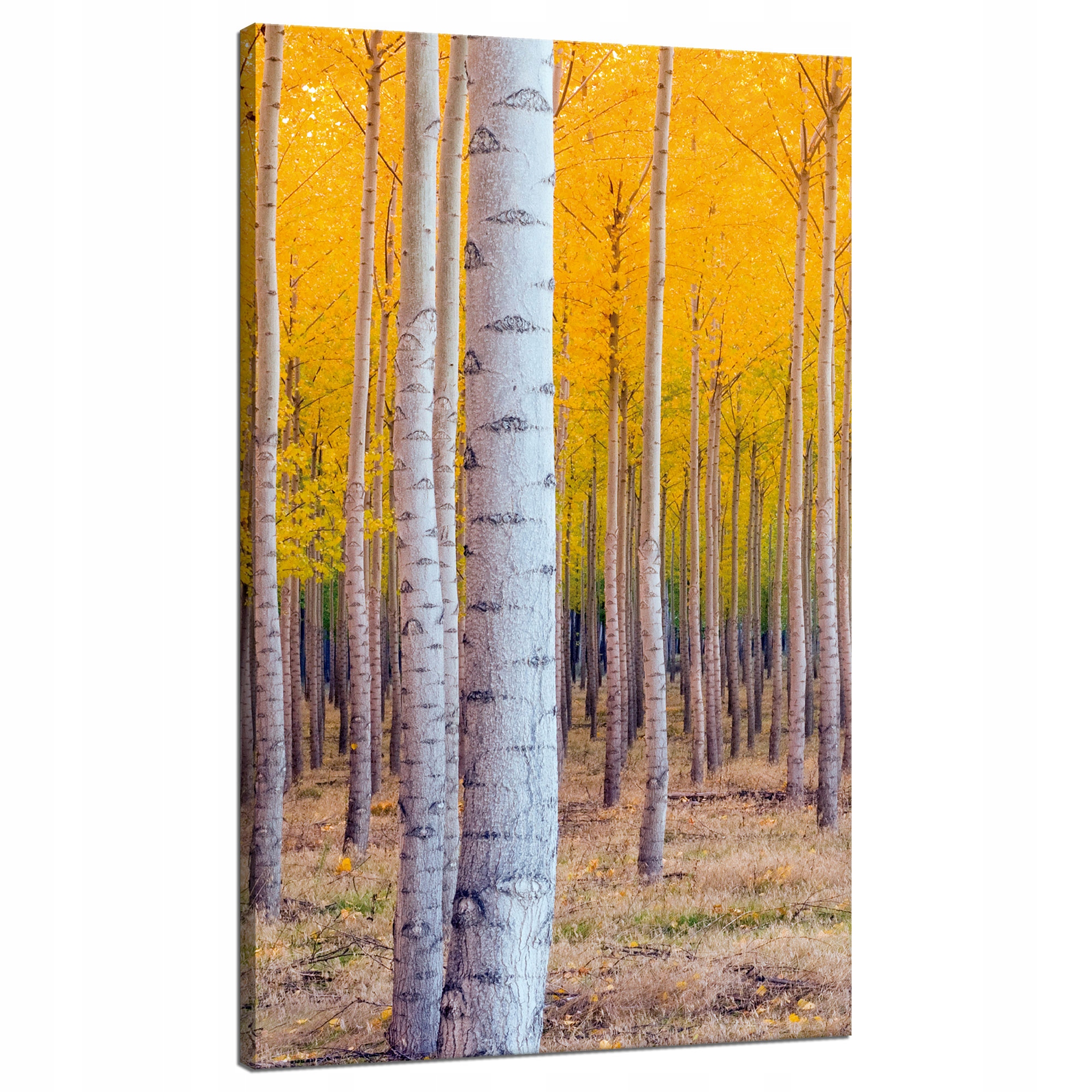 Obraz na plátně Břízy na podzim Žluté listy 70x120 cm