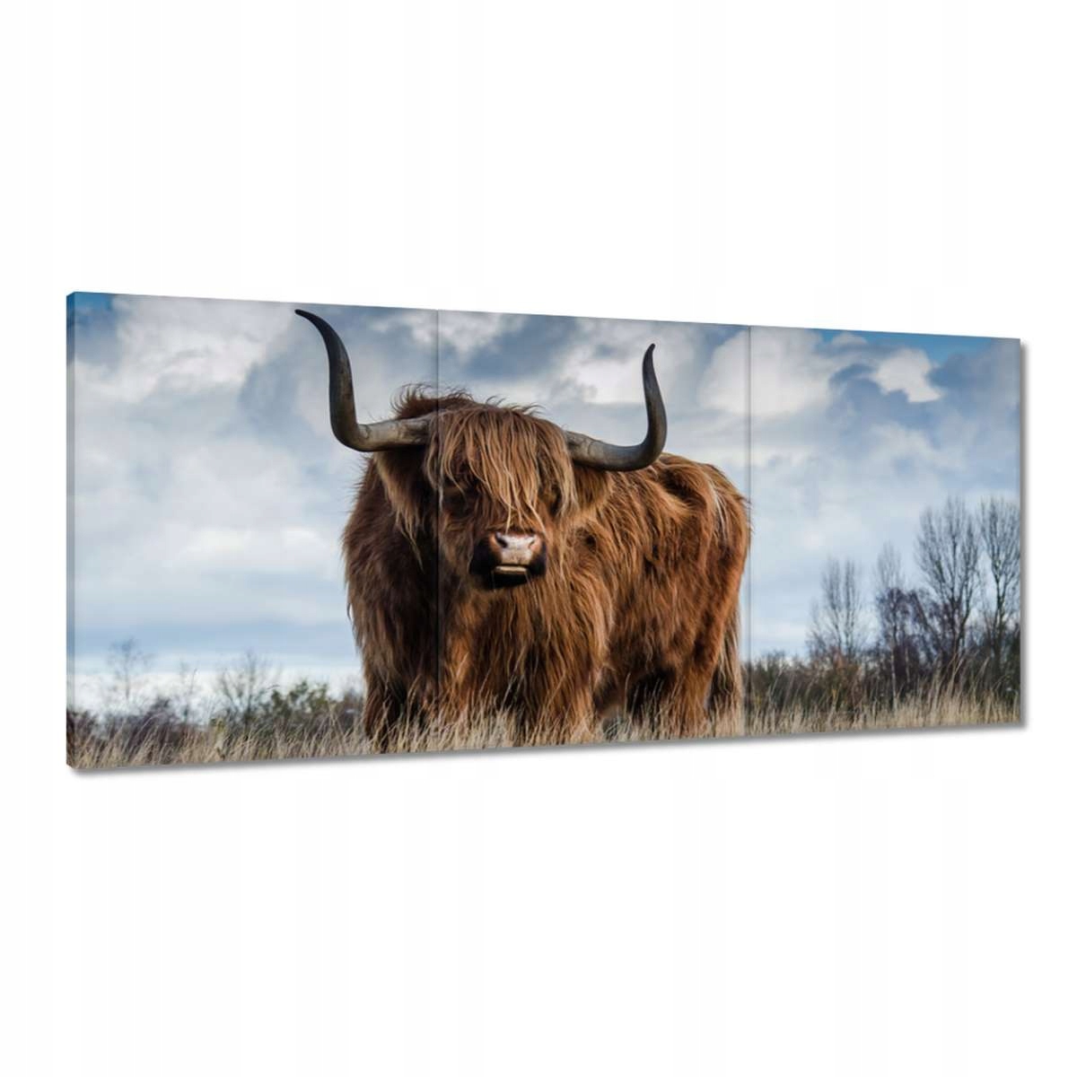 Obrazy 210x100 Skotská kráva a vysočina Roh