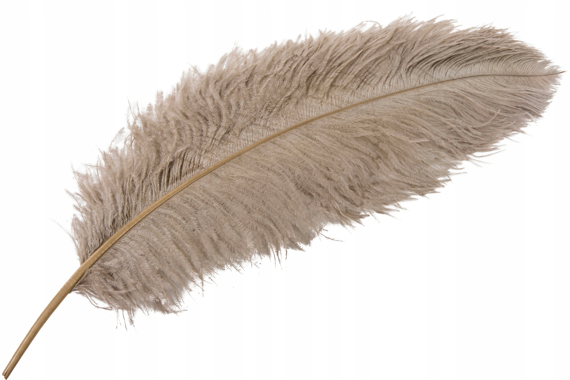 Příběh Strusie do vázy 60cm