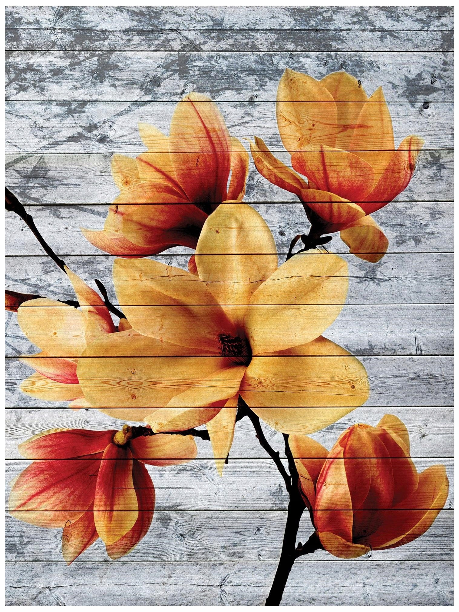 Fototapeta květiny květ magnolie magnólie 184 x 254