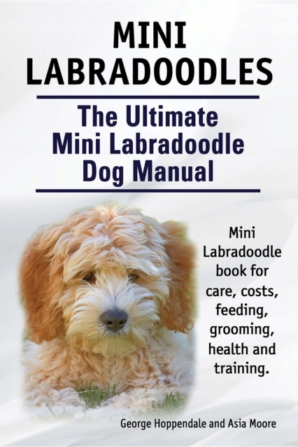 Mini Labradoodles. The Ultimate Mini Labradoodle D
