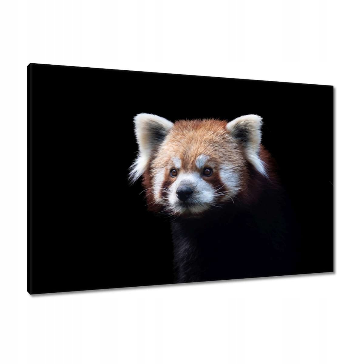 Obrazy 90x60 Panda ailurus fulgens