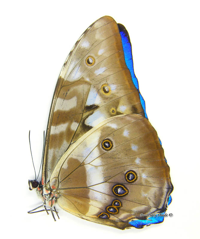Motyl niepreparowany - Morpho cypris cypris, samiec