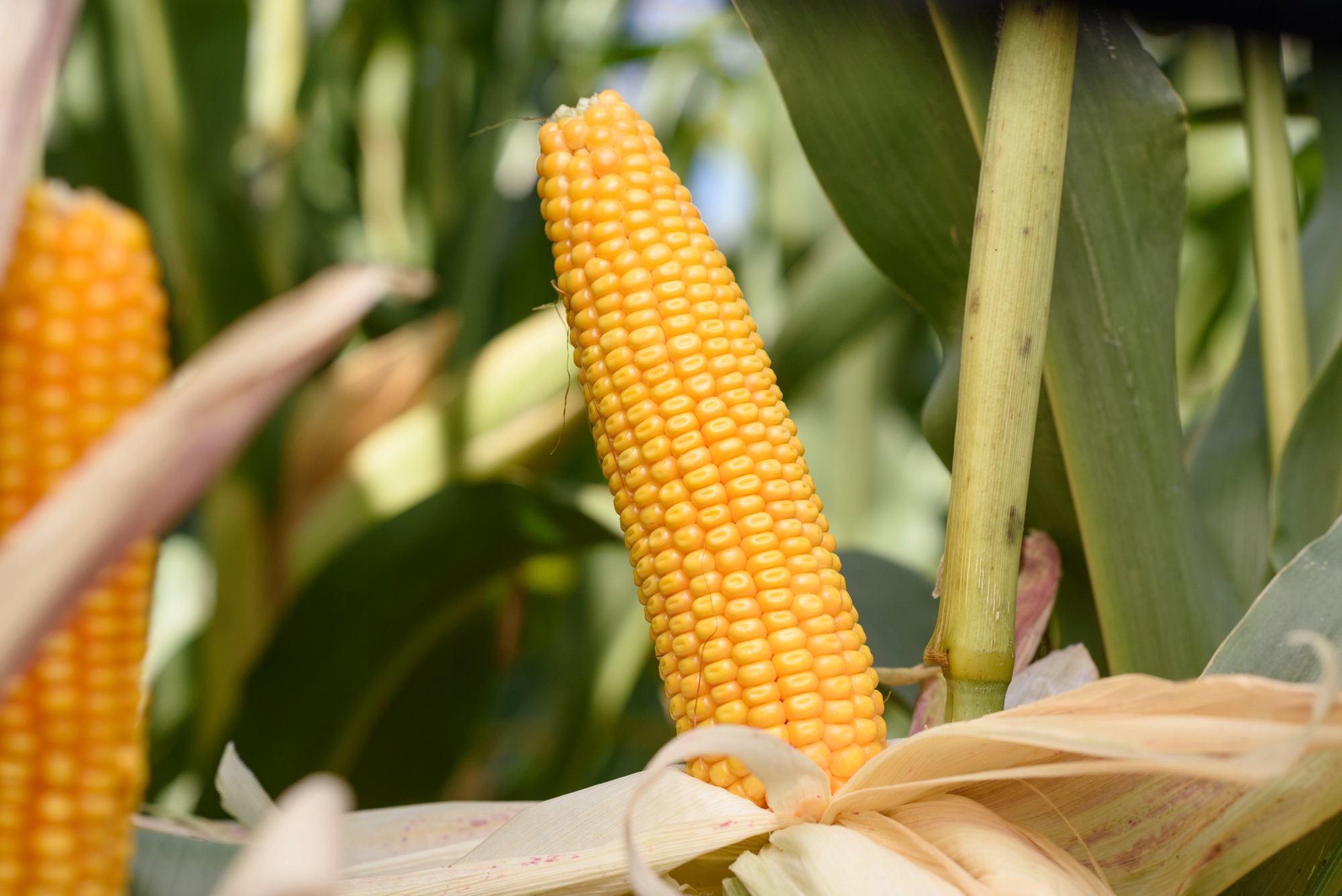 Semena kukuřice Kukuřice Popis