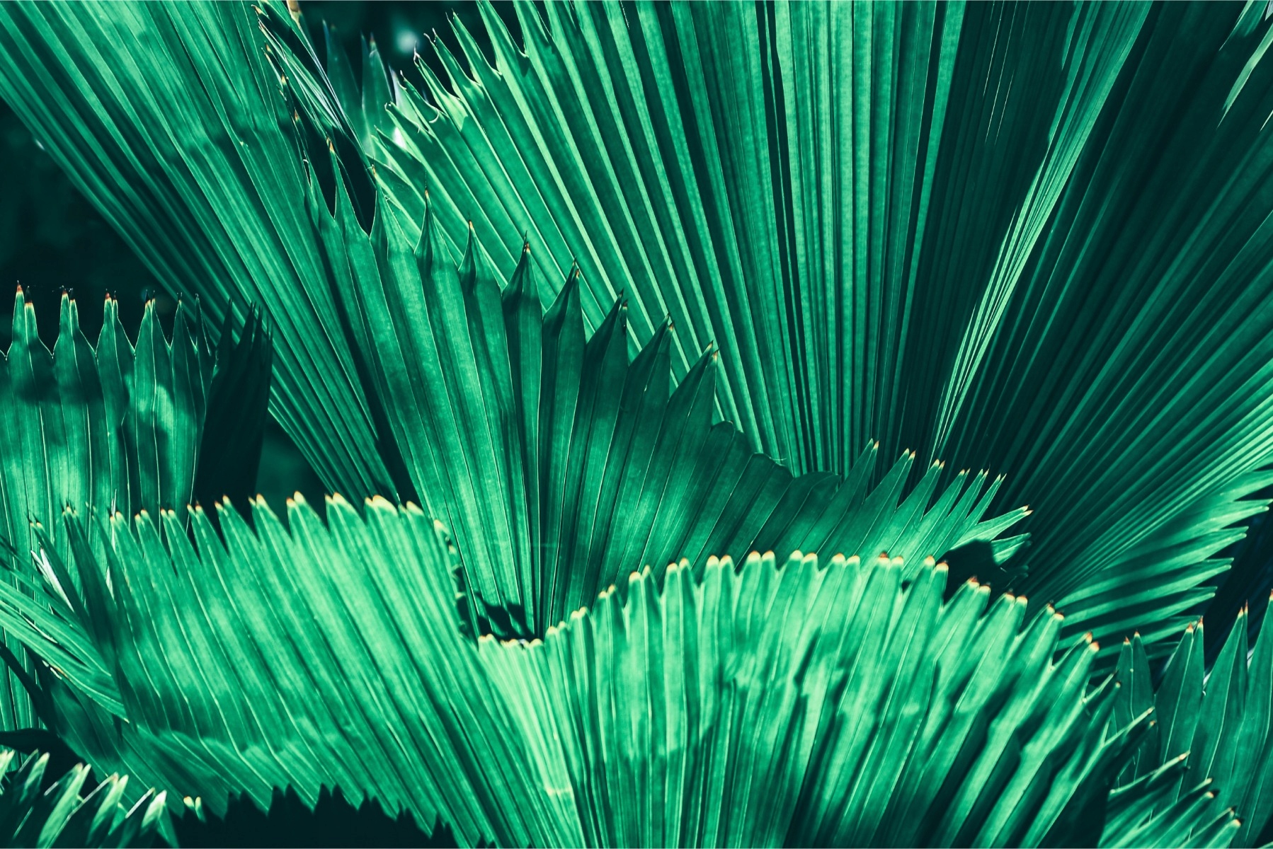 Fototapeta Do Obývacího Pokoje palmové listy zeleň 400x280