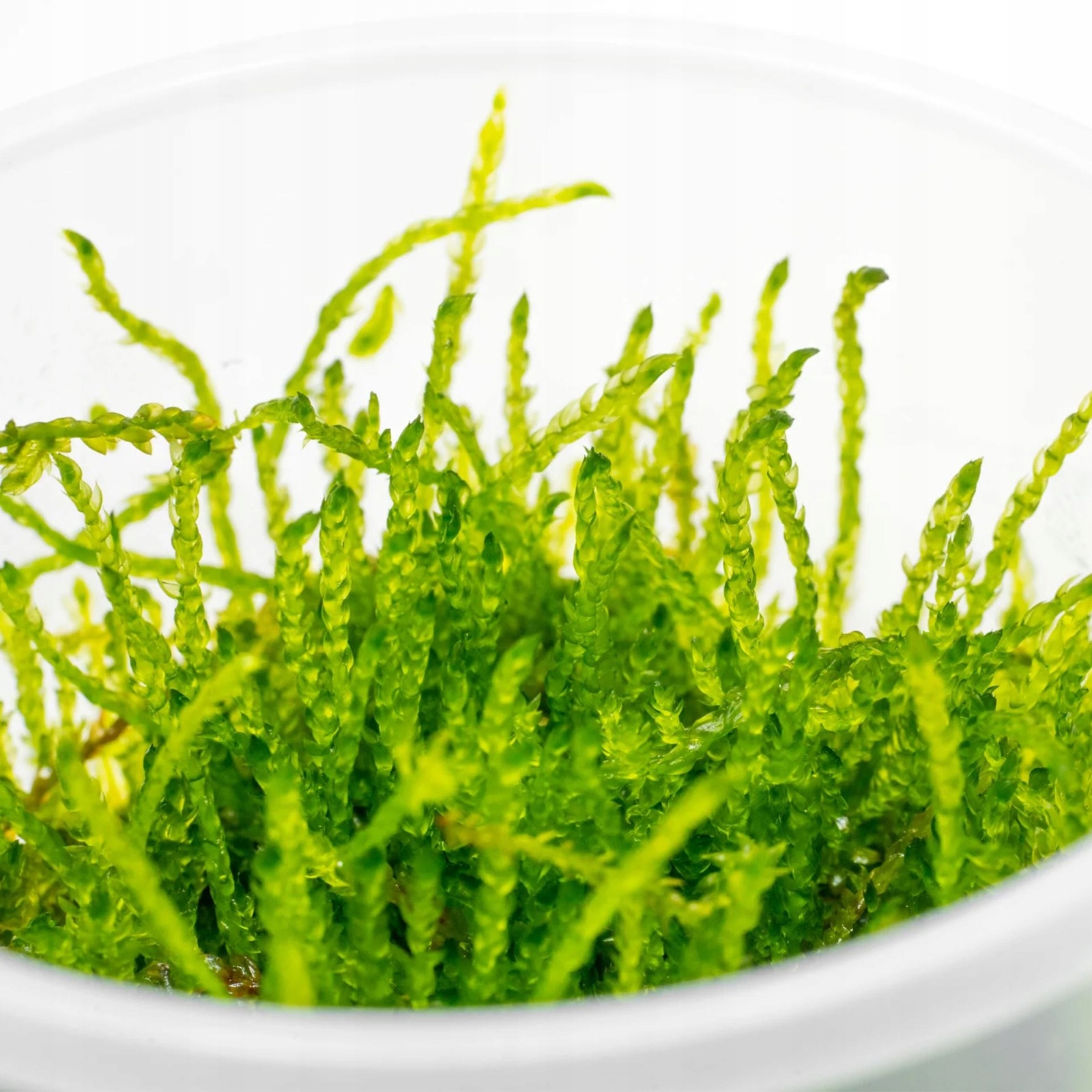 ROŚLINA INVITRO MAŁY KUBEK DO AKWARIUM ECO PLANT GIGANT MOSS