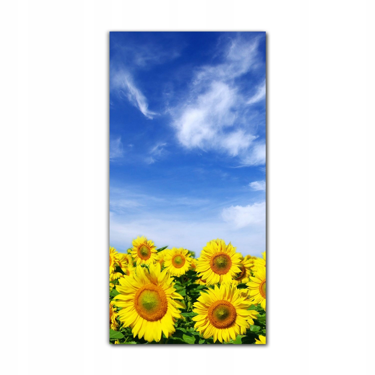 

Foto szklane do kuchni 70x140 Słoneczniki kwiaty