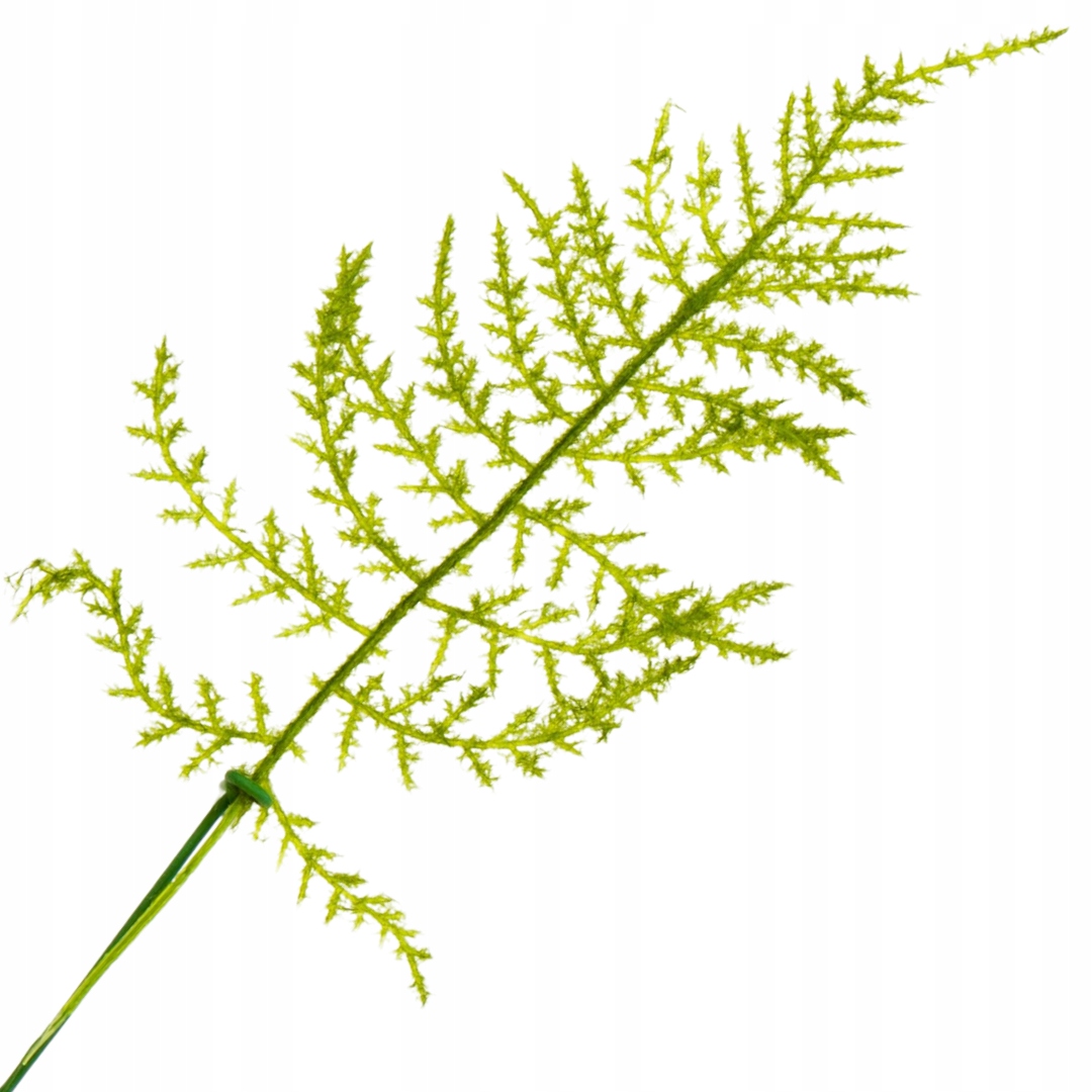 

[680472] Gałązka asparagus zielony z meszkiem 30cm