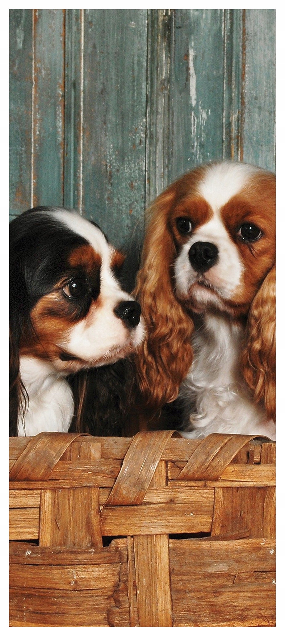 Samolepka Fototapeta Štěňata Cavalier King Charles Spaniel 91x211 teplo