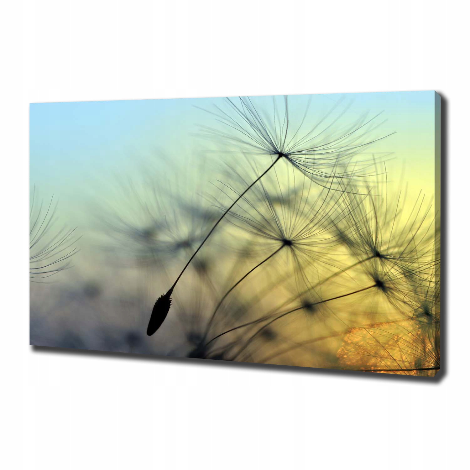 

Foto obraz na płótnie Nasiona dmuchawca 100x70 cm