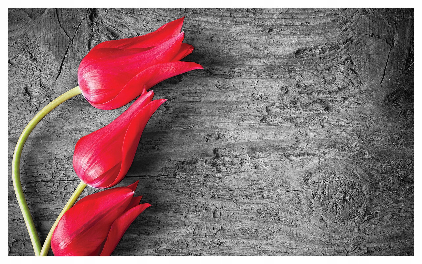 Fototapeta Červené tulipány na vinylovém dřevě 208x146 lepidlo