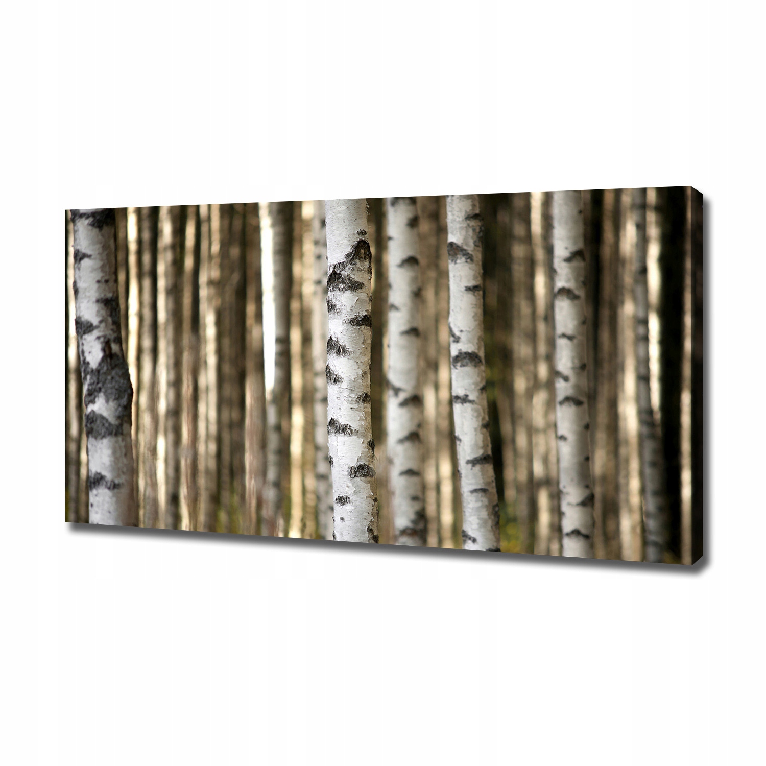 

Duży foto obraz na ścianę canvas Brzozy 120x60 cm
