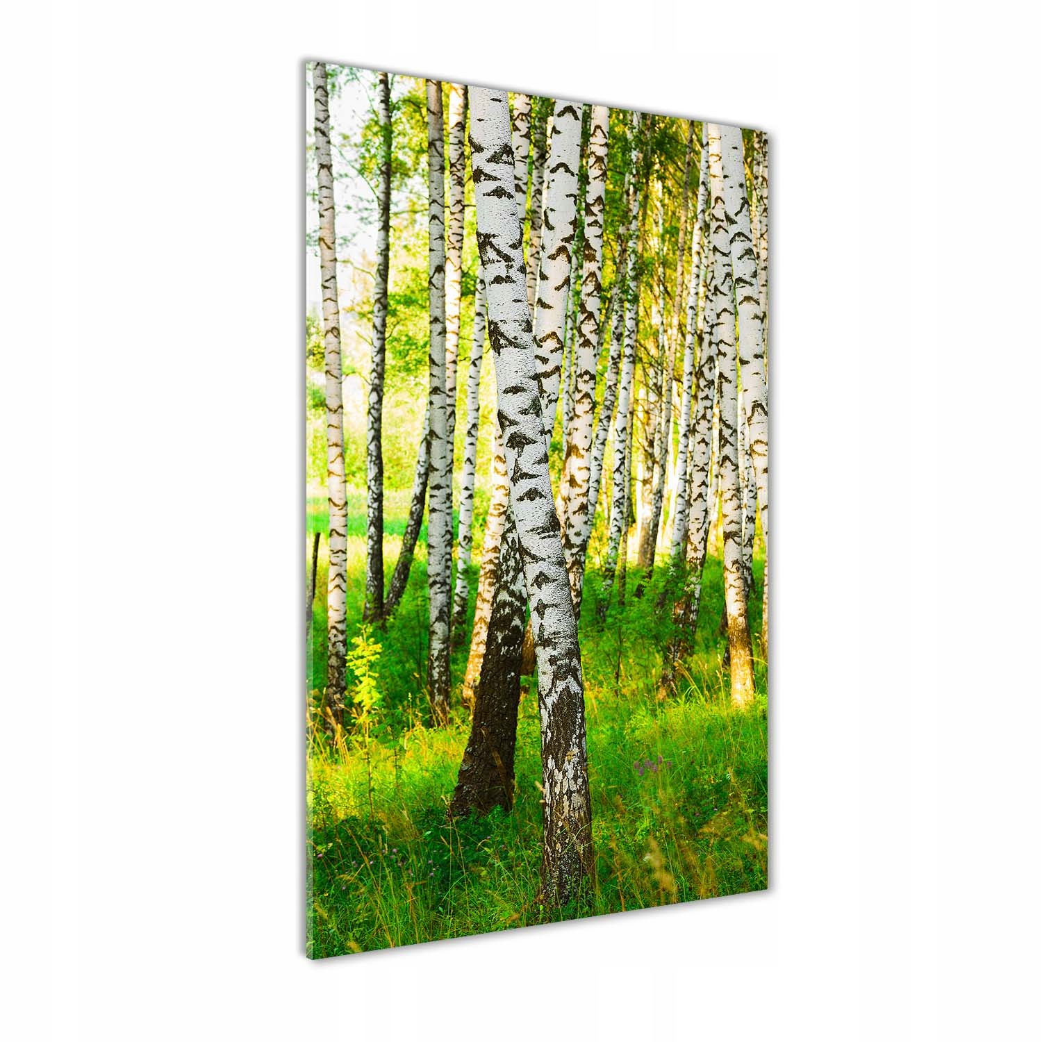 

Nowoczesny fotoobraz akrylowy Las brzozowy 70x140