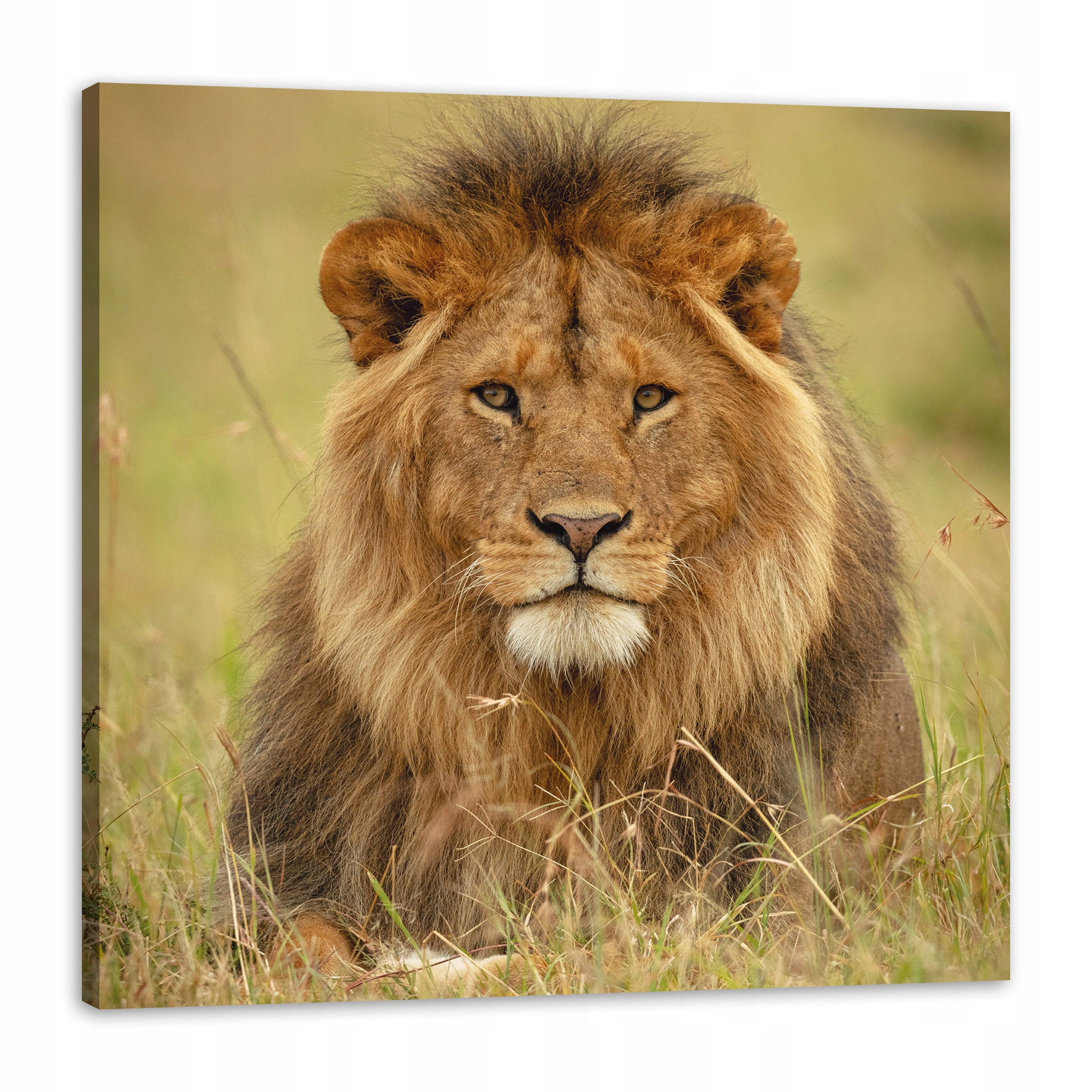 Obraz na plátně Lev na trávě Zvíře Příroda 90x90 cm Ideální jako dárek