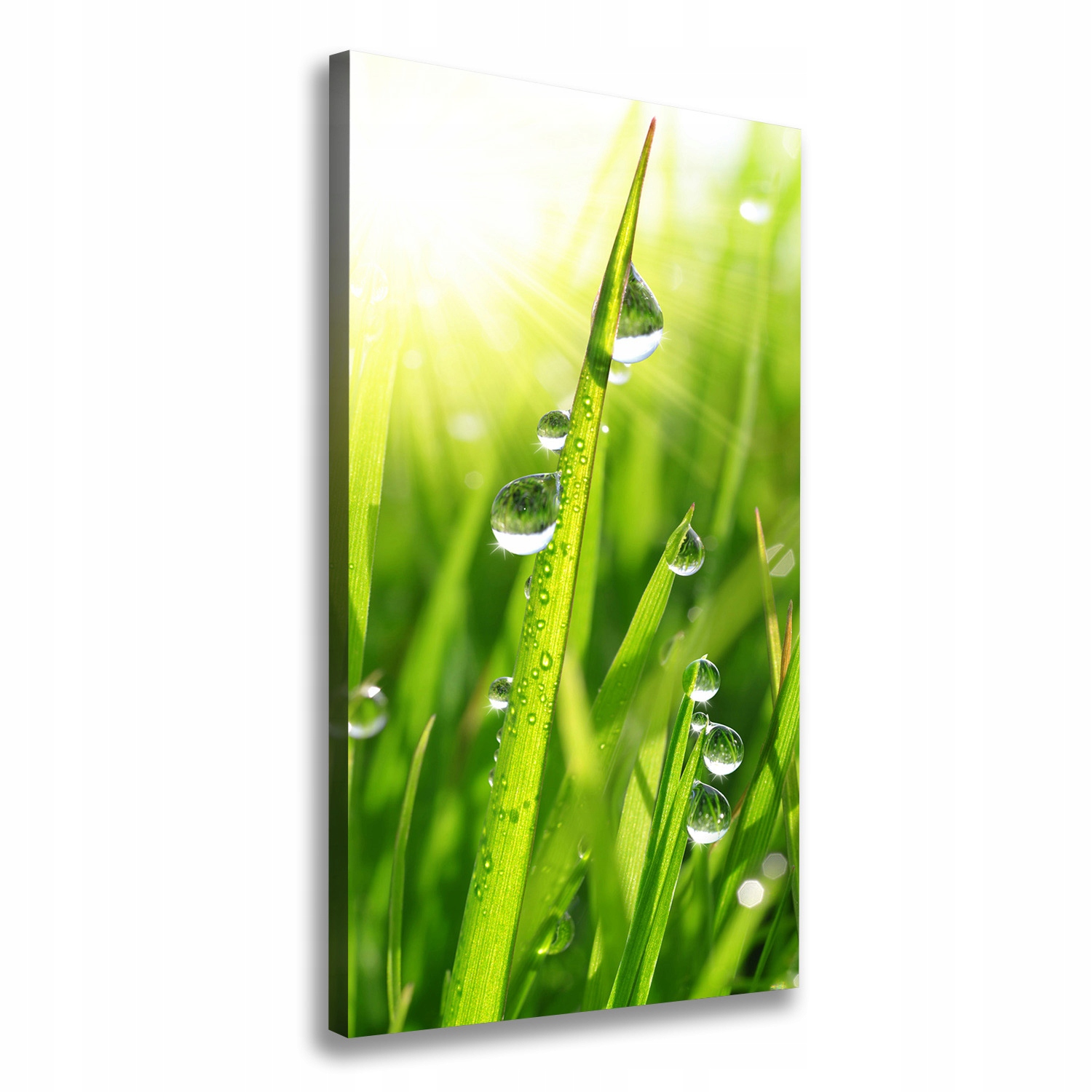 

Foto obraz canvas do salonu Źdźbła trawy 60x120
