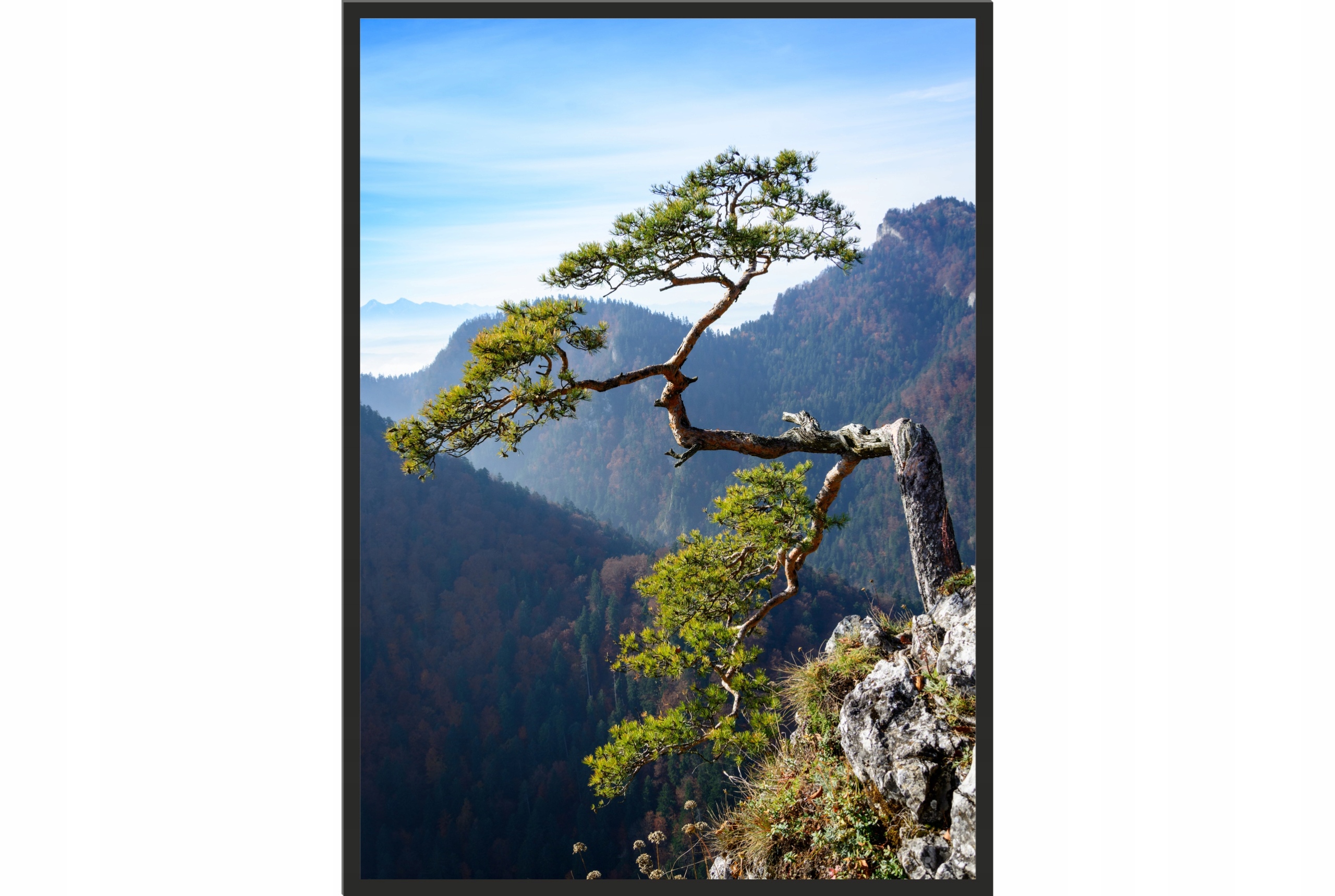 

Obraz plakat 40x30 sokolica drzewo bieszczady
