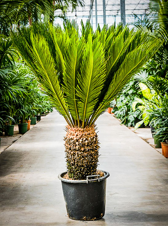 CYCAS REVOLUTA Sagowiec odwinięty BARDZO ŁADNY