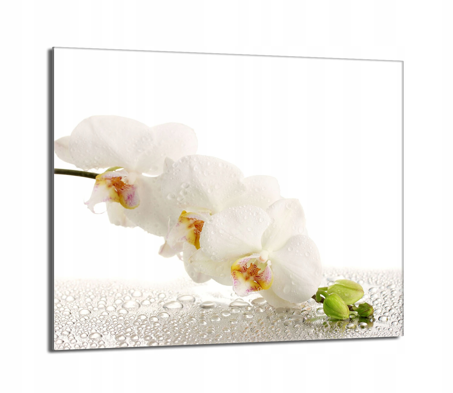 Skleněná ochranná deska na sporák 60x52 Orchidej Do Kuchyně