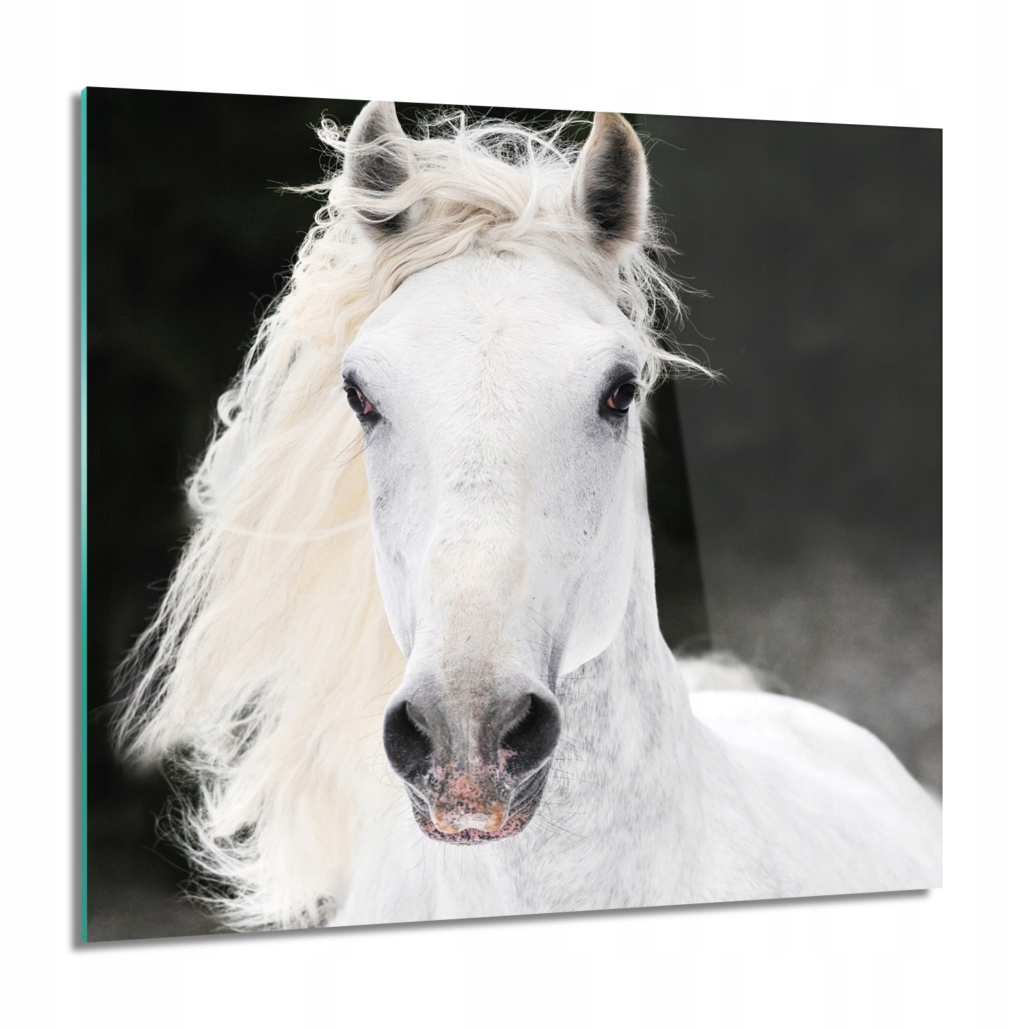 

Koń biały galop zima Obraz szklany 60x60 do salonu
